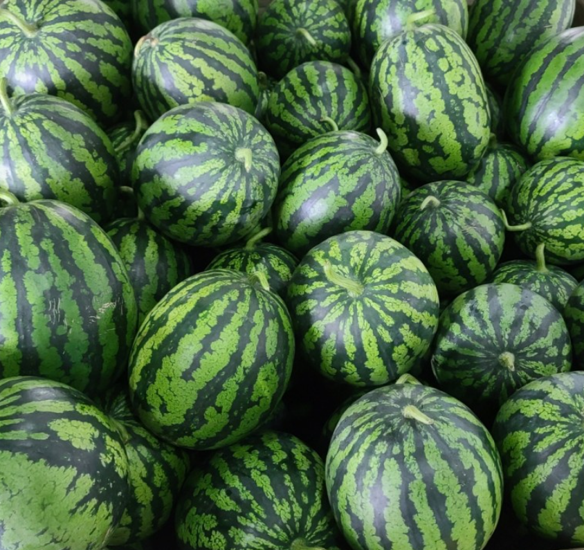 국내산 정품 하우스 수박