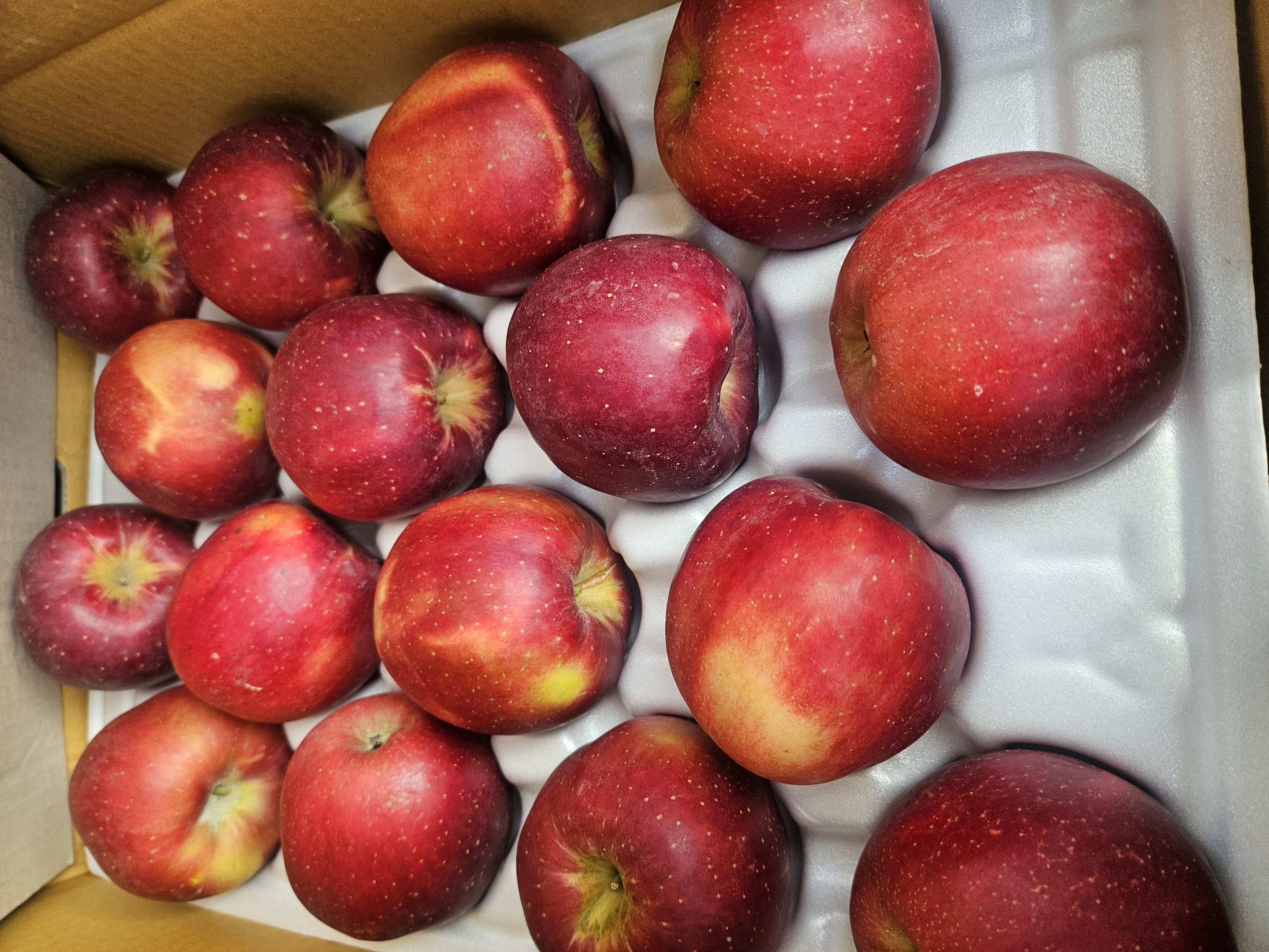 부사사과 중대과 28~40과 10kg내외